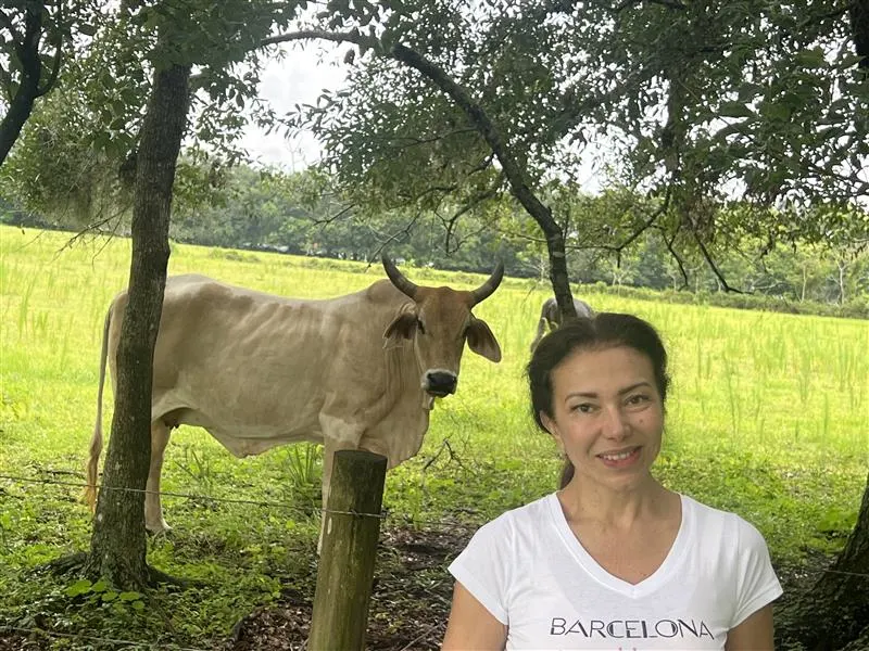 Rescued cow at the sanctuary